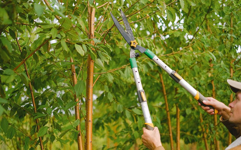 Tree trimming in Hamburg, IA